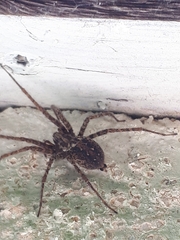 Tegenaria ferruginea