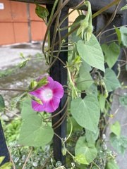 Ipomoea