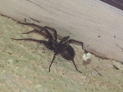 Tegenaria ferruginea