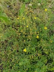 Potentilla neglecta