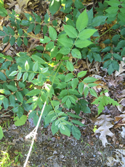 Wisteria frutescens