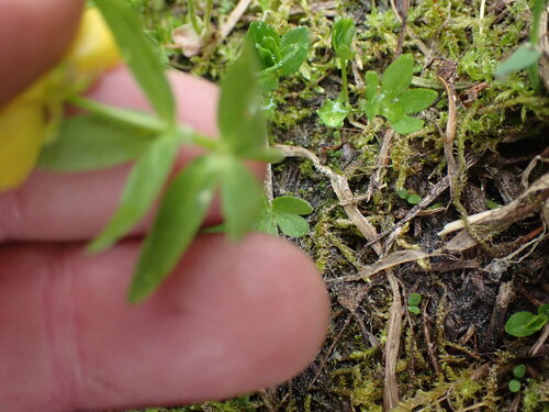Image of Ranunculus eschscholtzii by no rights reserved