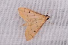 Herpetogramma basalis
