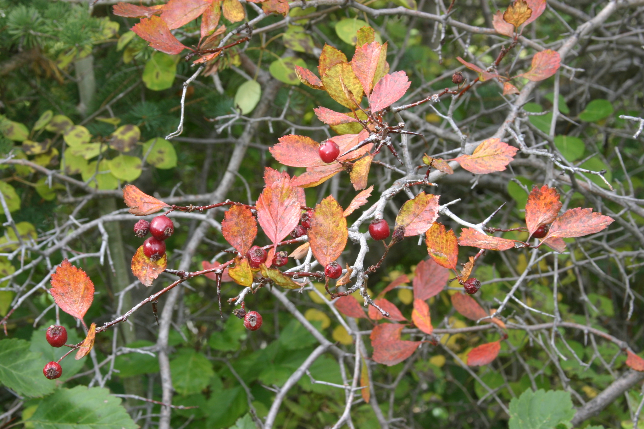 Crataegus rivuloadamensis