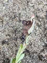 Coreinae