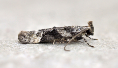 Coleotechnites atrupictella