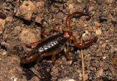 Bothriurus bonariensis