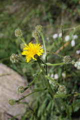 Crepis conyzifolia