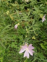 Malva excisa