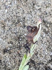 Coreinae