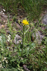 Crepis conyzifolia