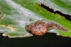 Proserpinellidae