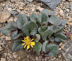 Senecio soldanella
