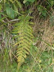 Polystichum setiferum