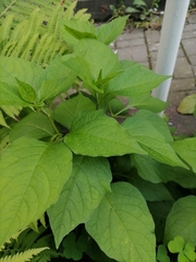 Alkekengi officinarum