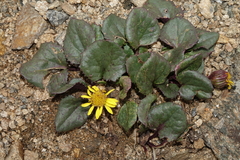 Senecio soldanella