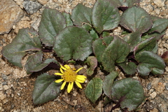 Senecio soldanella