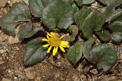 Senecio soldanella