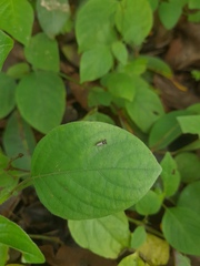 Sphyracephala hearseiana