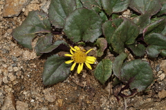Senecio soldanella