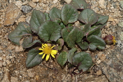Senecio soldanella