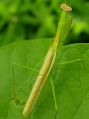 Stagmomantis nahua