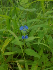 Commelina