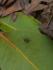 Teleogryllus mitratus