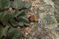 Senecio soldanella