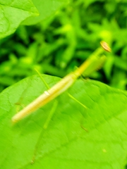 Stagmomantis nahua