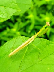 Stagmomantis nahua