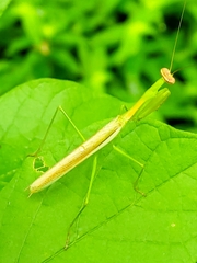 Stagmomantis nahua