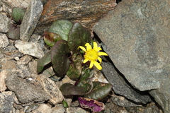 Senecio soldanella