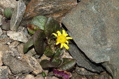 Senecio soldanella