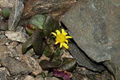 Senecio soldanella