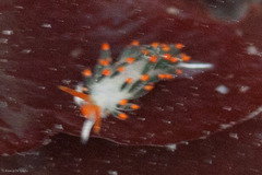 Diaphoreolis lagunae