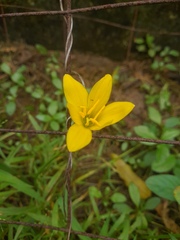 Zephyranthes citrina