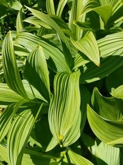 Veratrum viride