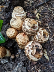 Agaricus bohusii