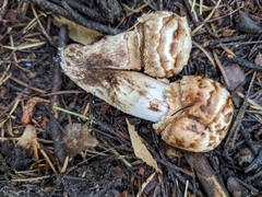 Agaricus bohusii