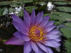Nymphaea nouchali