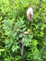 Angelica triquinata