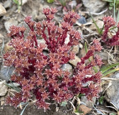 Sedum atratum