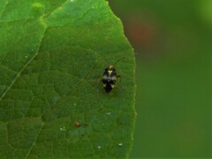 Liocoris tripustulatus
