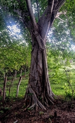 Ficus pringlei