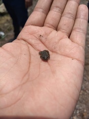 Anaxyrus compactilis