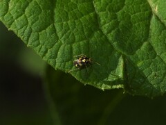 Liocoris tripustulatus