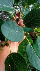 Ficus pringlei
