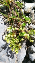 Galium megalospermum