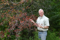 Crataegus rivuloadamensis